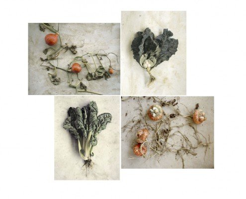 Jacqueline Salmon_La racine des légumes Tirage numéroté et signé par Jacqueline Salmon à choisir parmi trois photographies. Format 21 x 26 cm sur papier Arches Velin Museum Rag 250g, Canson. Édition limitée à 30 exemplaires