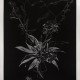 Anne-Laure Sacriste, Ikebana aux feuilles noires Eau-forte imprimée en taille d’épargne 117 x 80 cm 10 ex. : vélin de Rives 800.- €